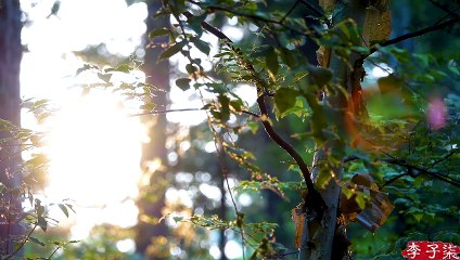 中国のハーブ蜂蜜の作り方は？