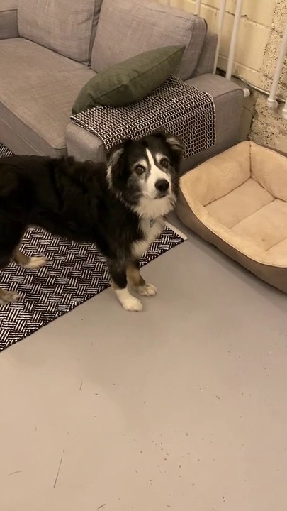 Dog Grabs his Toy Before Going to Bed — Dailymotion