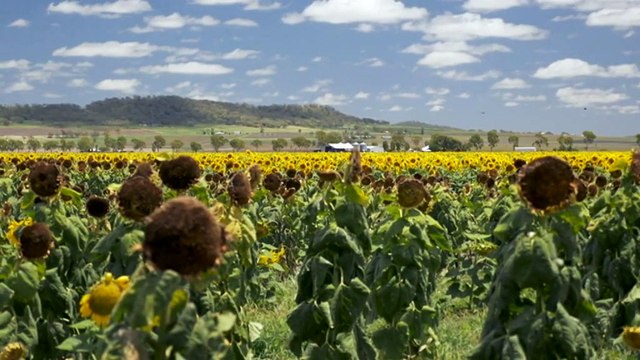 South Queensland remains in drought despite flooding in the north