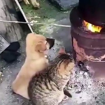 कड़कड़ाती ठंड में तंदूर के पास बैठे कुत्ता और बिल्ली, वायरल हुआ यह मजेदार वीडियो