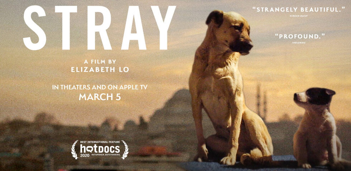Stray Trailer (2021)