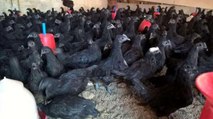 Madhya Pradesh: Bird flu detected in Kadaknath chickens