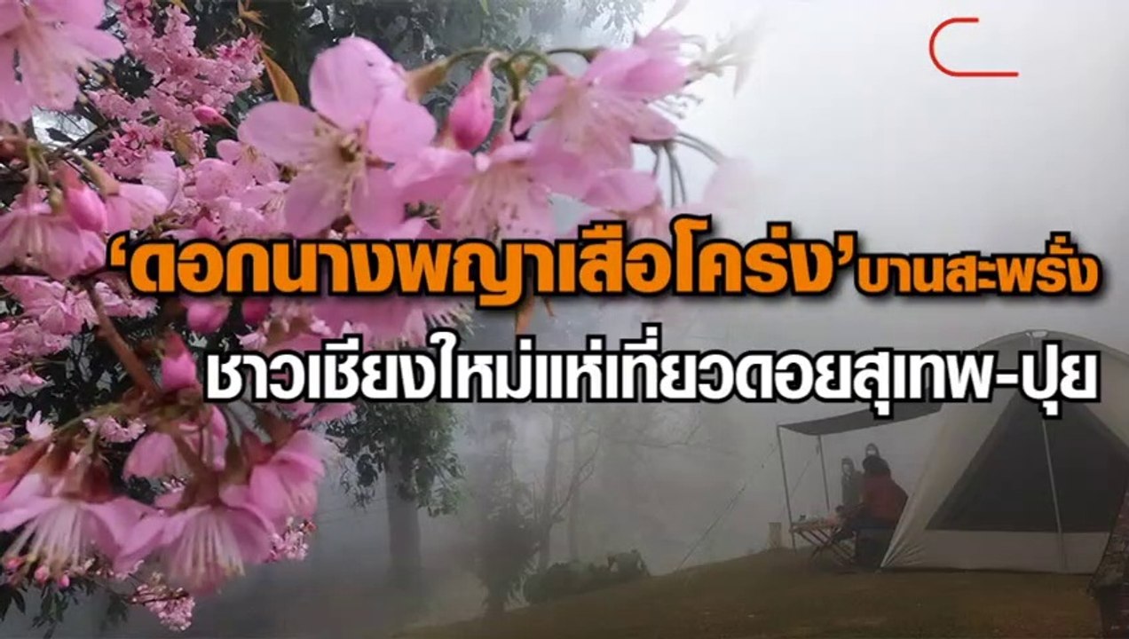 ชาวเชียงใหม่แห่ชมดอกพญาเสือโครงบาสะพรั่งรับลมหนาว