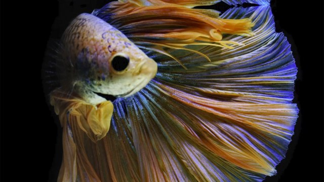 10 peces de gran belleza que puedes tener en tu acuario