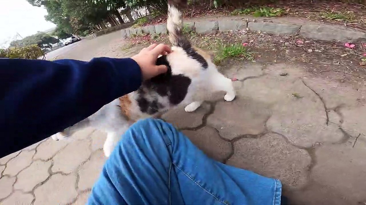 I took a video of a stray cat living in Japan.90