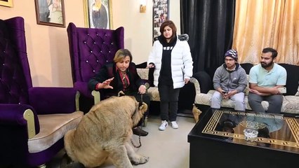 Iram Mehmood became friends with the lion _ Iram Mehmood _ NewsOn