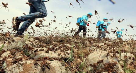 ‘Afrika çekirgelerinin ülkemize gelişi ve olası istilası felakete yol açar’