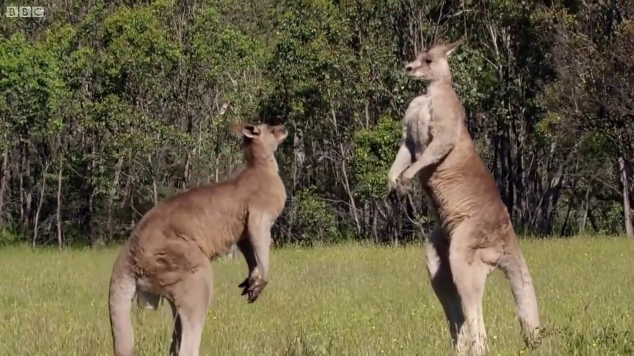 The Greatest Fights In The Animal Kingdom _ Top 5