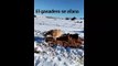 La Olivilla. Como hacer sobrevivir a un becerro a 18 grados bajo cero: Los ganaderos de bravo, los verdaderos animalistas