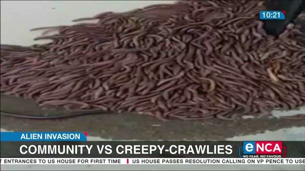 EC cpmmunity invaded by creepy-crawlies
