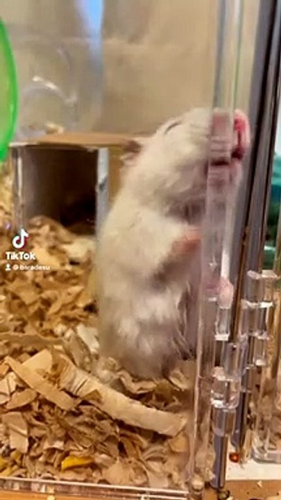 ハムスター