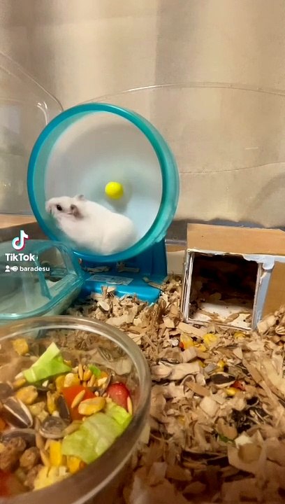 hamster