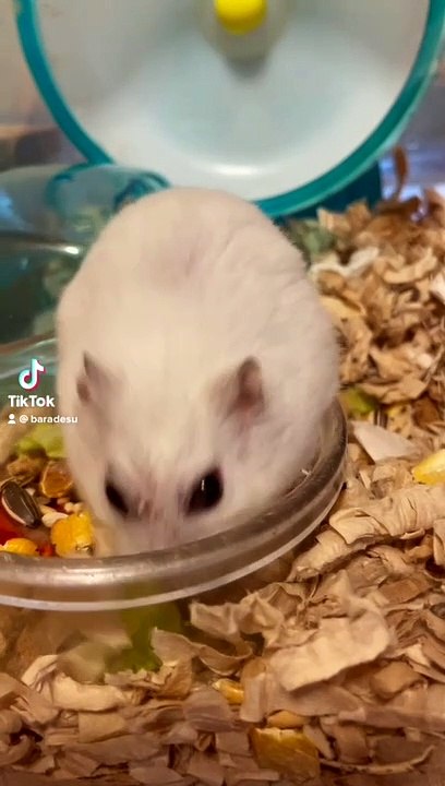 hamster