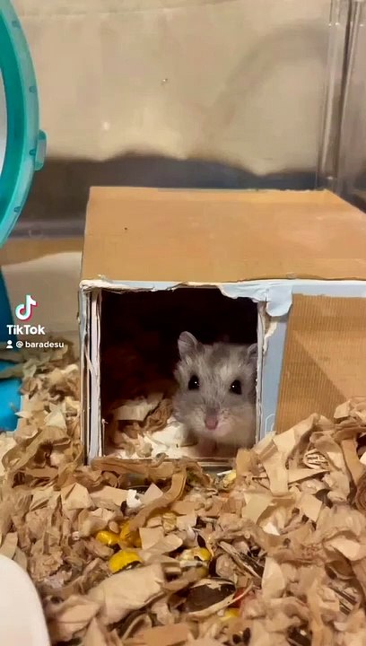 hamster