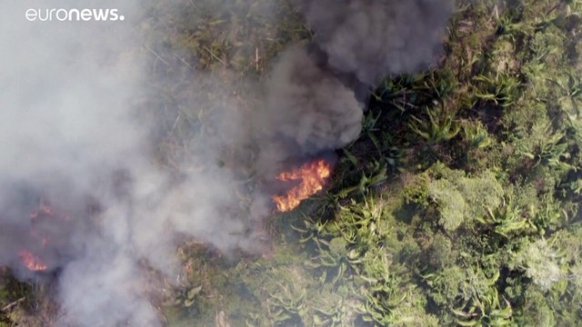 За 13 лет Земля потеряла более 40 млн гектаров леса