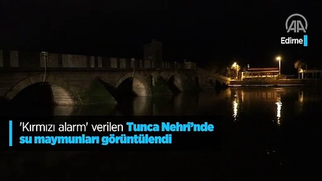 'Kırmızı alarm' verilen Tunca Nehri'nde su maymunları görüntülendi