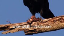 Himalayan Jungle Crow feasts on rat _ Raven pecking on rat in close up