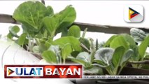 #UlatBayan | Ilang residente sa Davao City, nagsanay ng organic farming; libreng vegetable seeds, ipinamigay sa mga residente