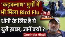 Madhya Pradesh: Kadaknath में मिला Bird flu, Dhoni के पॉल्‍ट्री फॉर्म में चूजे मरे | वनइंडिया हिंदी