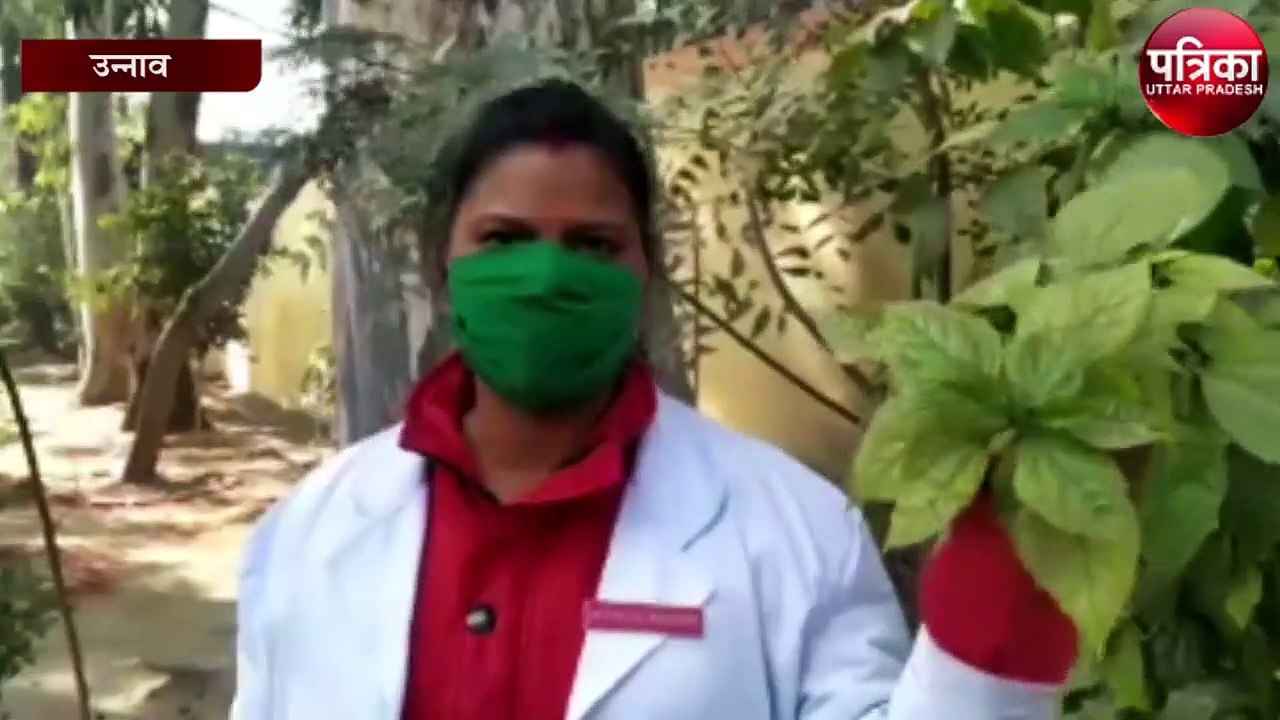 औषधीय गुणों से भरपूर है यह पेड़ - अस्पताल प्रबंधक