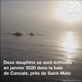 Des dauphins échoués sauvés dans la baie du Mont Saint-Michel