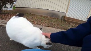 I took a video of a stray cat living in Japan.91