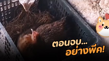 ทีเดียวจอด ! แม่ไก่ VS งูเห่า ตอนจบสุดหักมุม แบบที่ใครก็คาดไม่ถึง