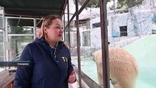 ゲレンジークのサファリパークでホッキョクグマの双子の赤ちゃん誕生 (Jan.11  2021)