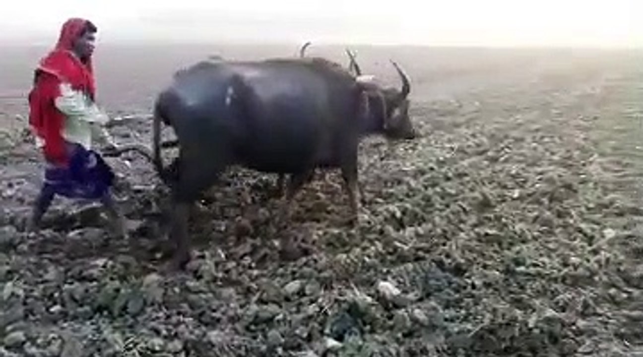 Ploughing With Buffalo