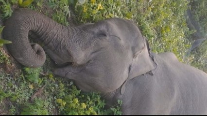 Elephant deaths rise as humans take more space in India's Assam