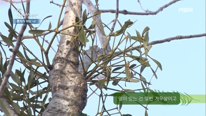 하늘을 봐~ 몸에 좋은 겨우살이가 있어~!