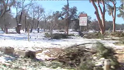 'Filomena' deja un paisaje desolador a su paso por la Casa de Campo
