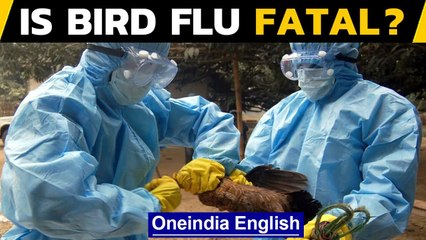Bird Flu: Is it fatal, how is it transmitted and how to stay safe?|Oneindia News