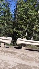 Lynx Goes Looking for Kitten After Being Separated