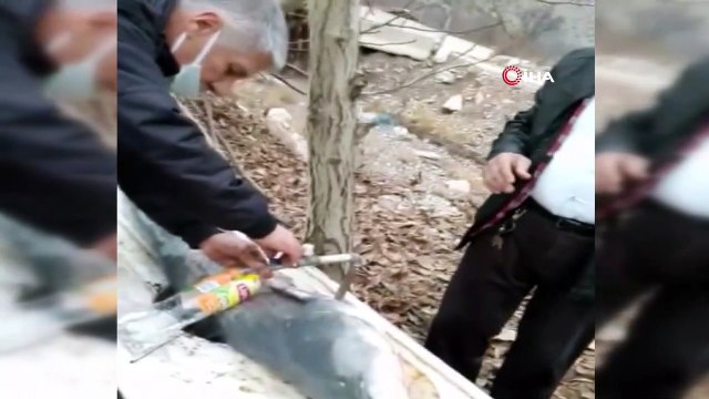 Yaşlı balıkçı boyu kadar olan dev balığı yakaladığı anları anlattı:'Canavar gibiydi'