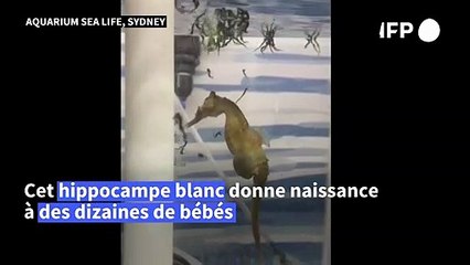 Sydney: un hippocampe blanc donne naissance à des dizaines de bébés