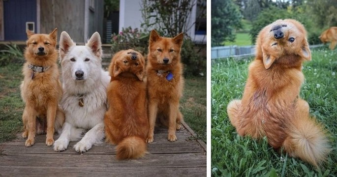 Pas encore dressé, ce chiot ne tient pas en place sur les photos et le résultat est adorable