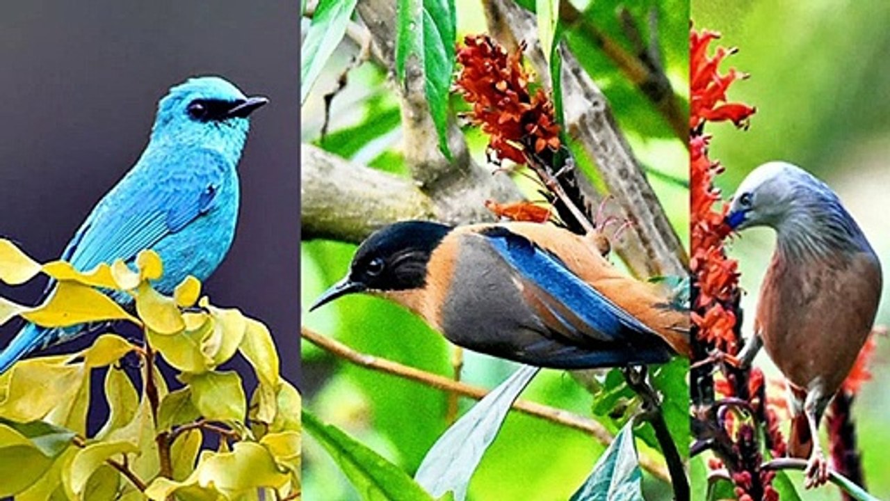 Salim Ali