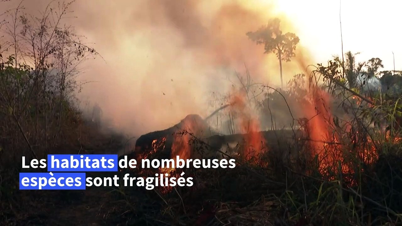 Déforestation: 43 millions d'hectares perdus sur les principaux "fronts" selon le WWF