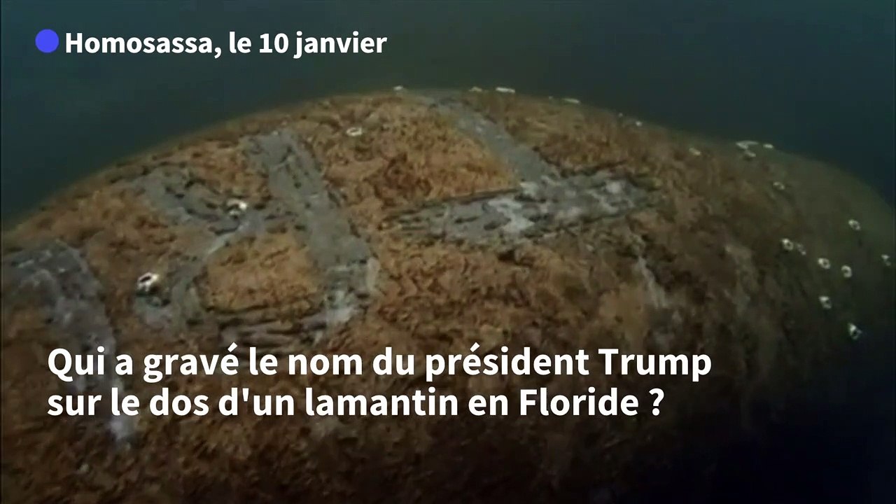 Floride: Enquête après qu'une personne a inscrit "Trump" sur un lamantin