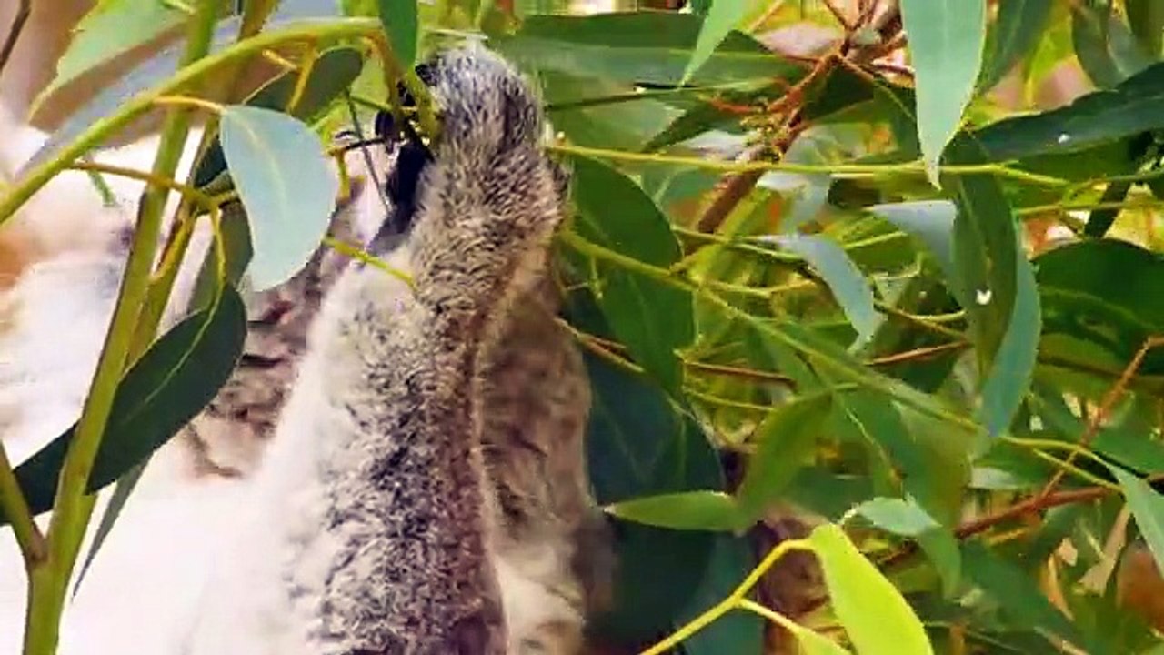 Emma and Kate learn about animals in the house with fun animal facts