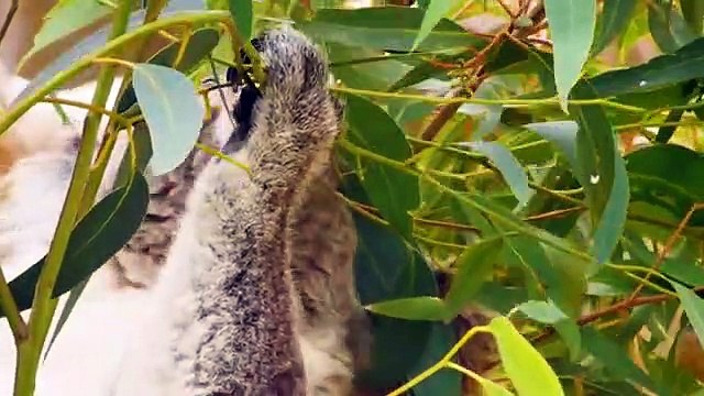 Emma and Kate learn about animals in the house with fun animal facts