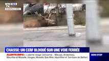 Chasse à courre: un cerf est resté bloqué sur une voie ferrée