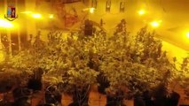 Velletri (RM) - Coltivazione e vendita di marijuana arrestati padre e figlio di Aprilia (13.01.21)