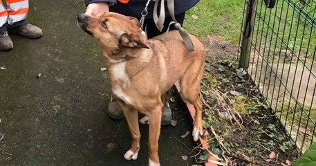 Indre : il retrouve son chien après 14 mois de séparation