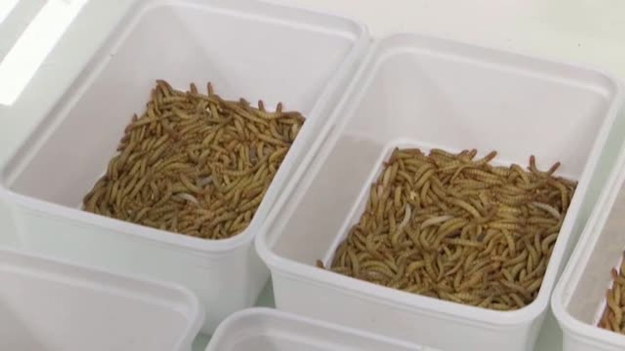 Europa abre la puerta de la despensa a los gusanos de la harina