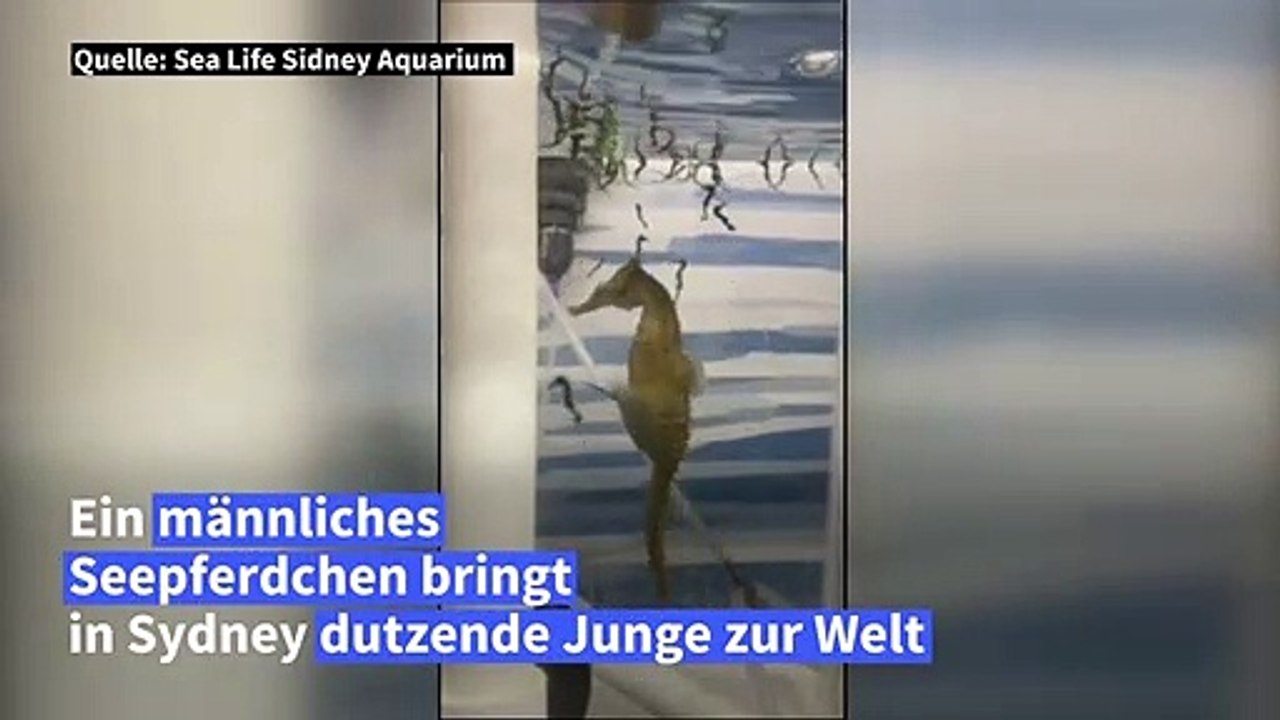 Männliches seepferdchen bringt in australischem aquarium junge zur welt