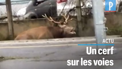 Chantilly  : poursuivi par une meute de chiens, un cerf trouve refuge dans la gare
