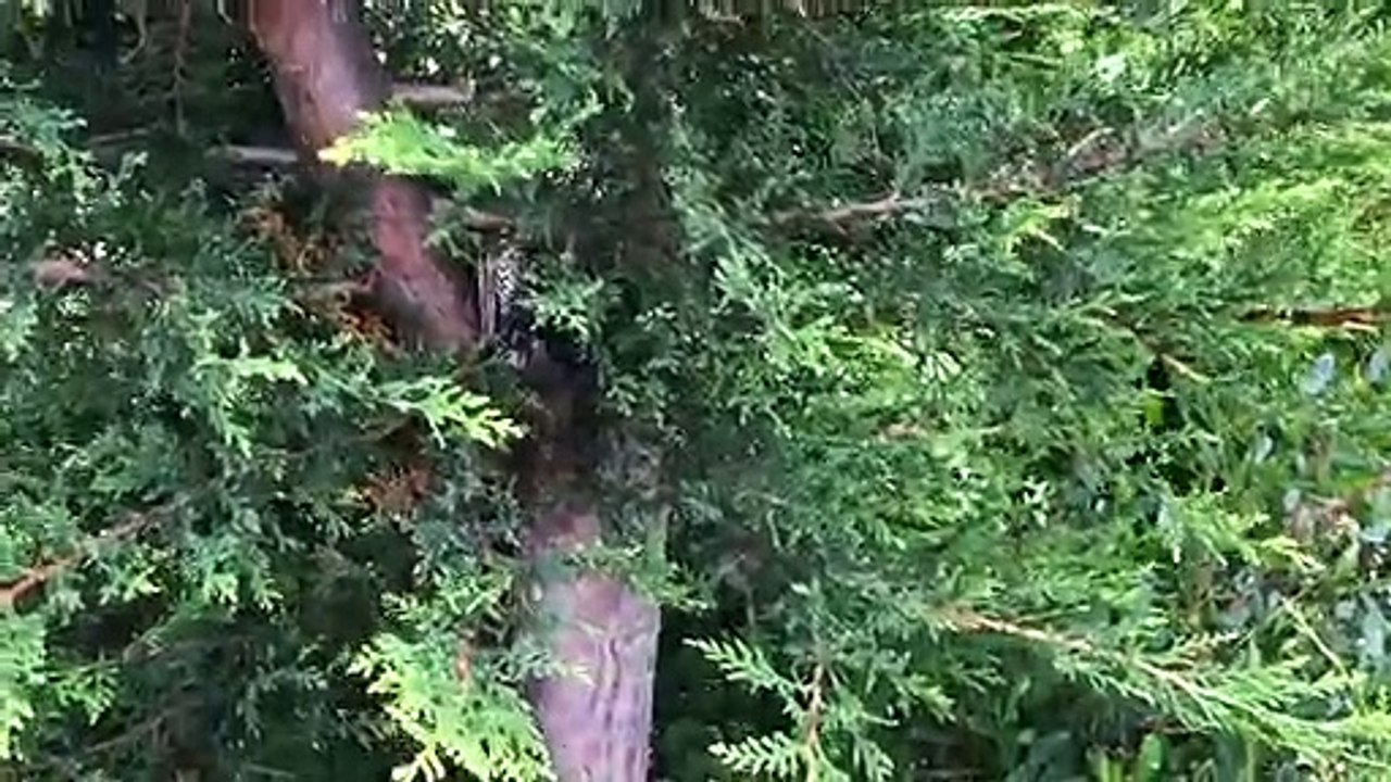 Il découvre un énorme serpent en pleine chasse dans un arbre du jardin