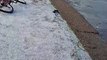 Un joggeur saute dans un lac gelé pour sauver un chien  (Angleterre)... héros du jour